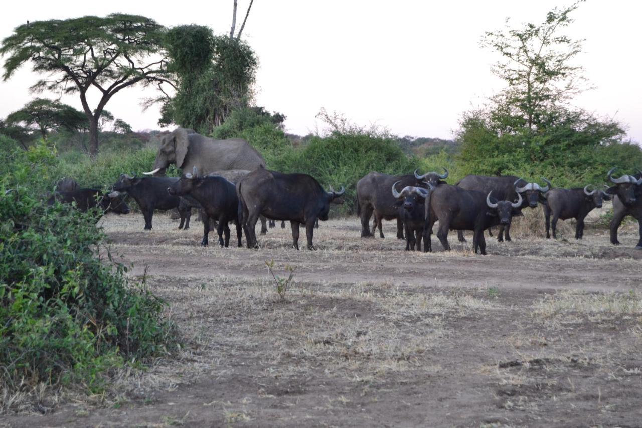 Chobe Sunset Chalets Lesoma Esterno foto