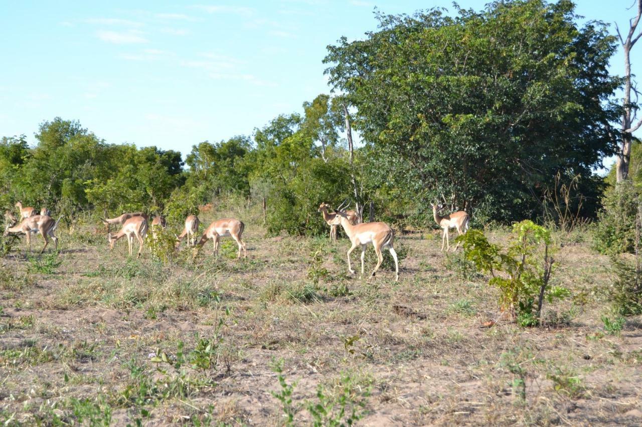 Chobe Sunset Chalets Lesoma Esterno foto