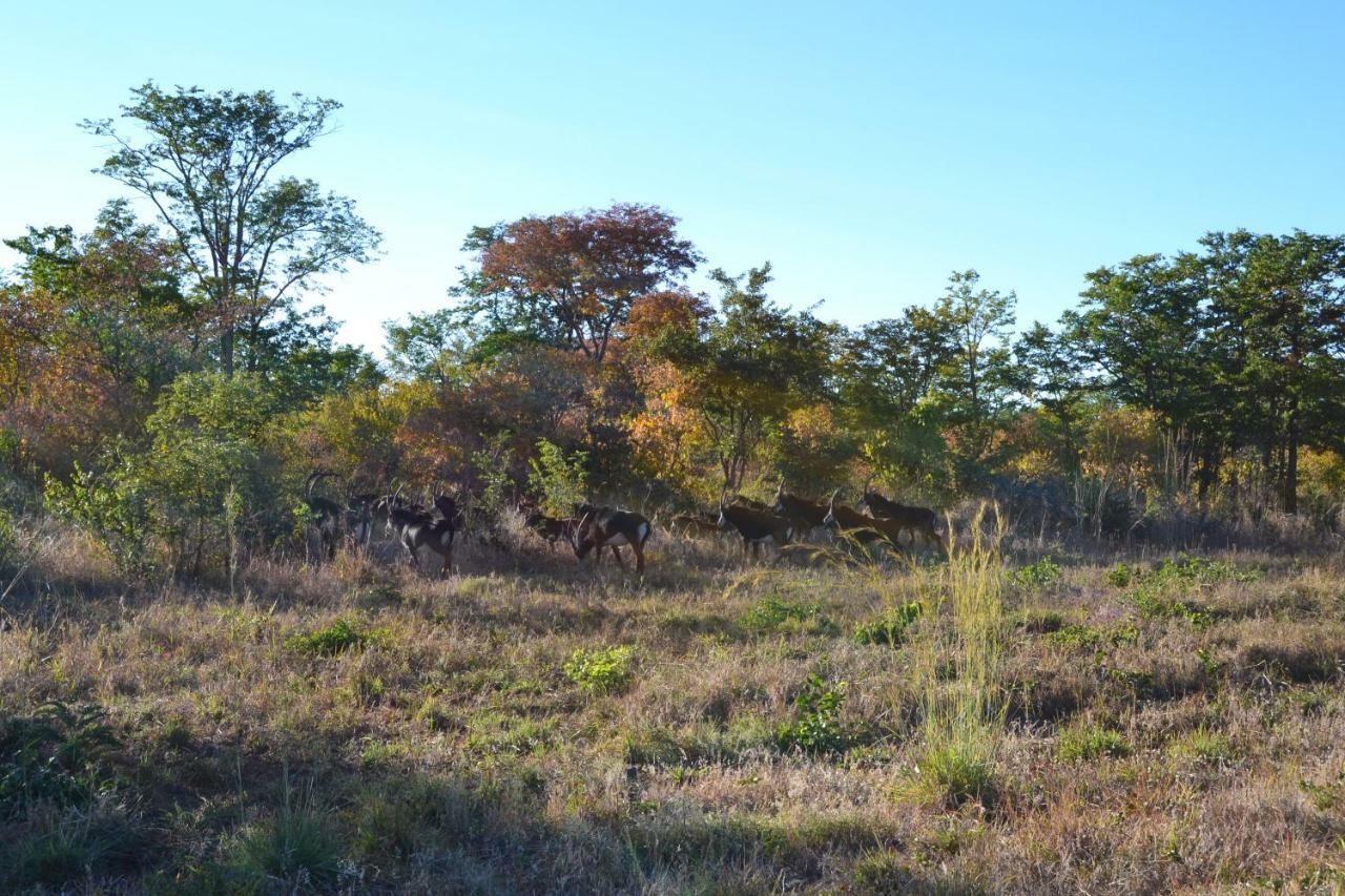 Chobe Sunset Chalets Lesoma Esterno foto