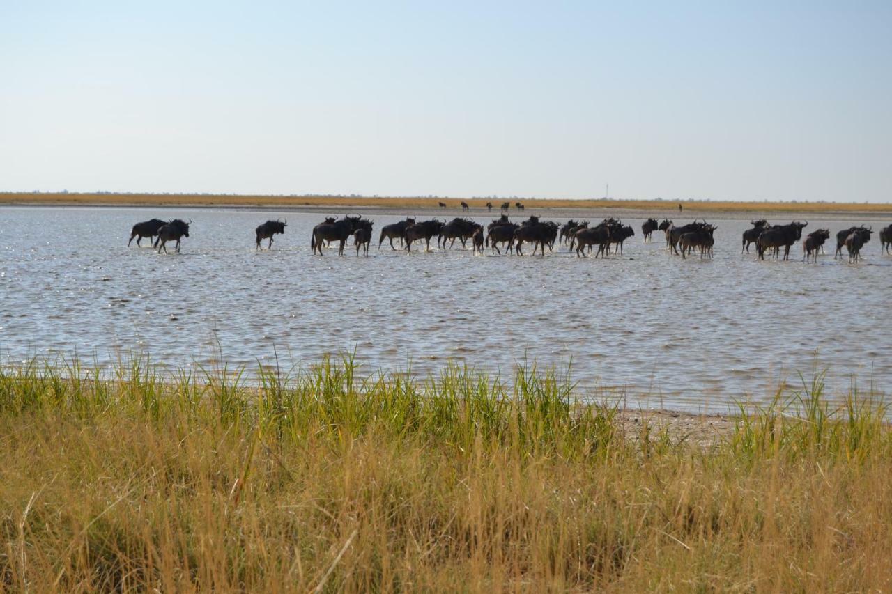 Chobe Sunset Chalets Lesoma Esterno foto